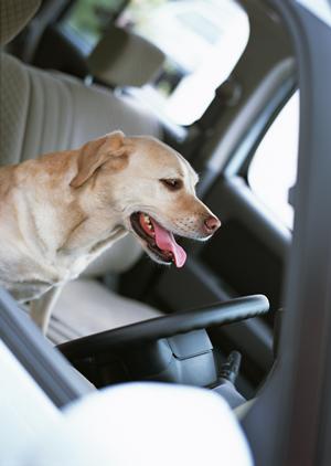 車検は必ず必要なか?!依頼するなら?